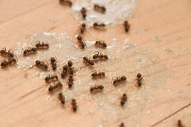Best Best Pest Control Near Me  in Tillson, NY