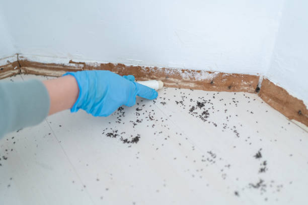 Best Emergency Pest Control  in Tillson, NY