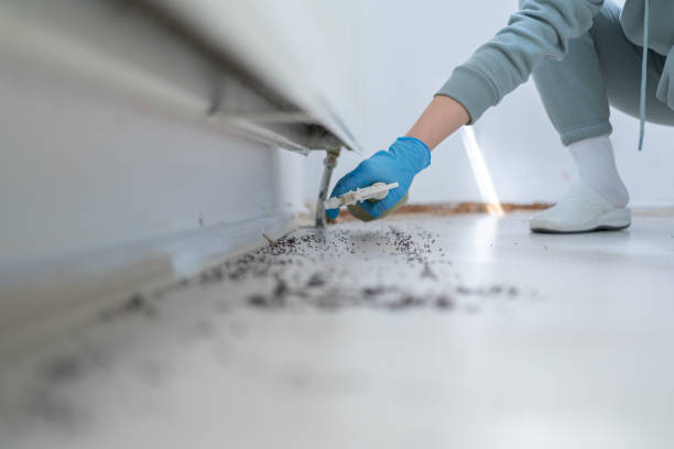 Best Termite Control Services  in Tillson, NY